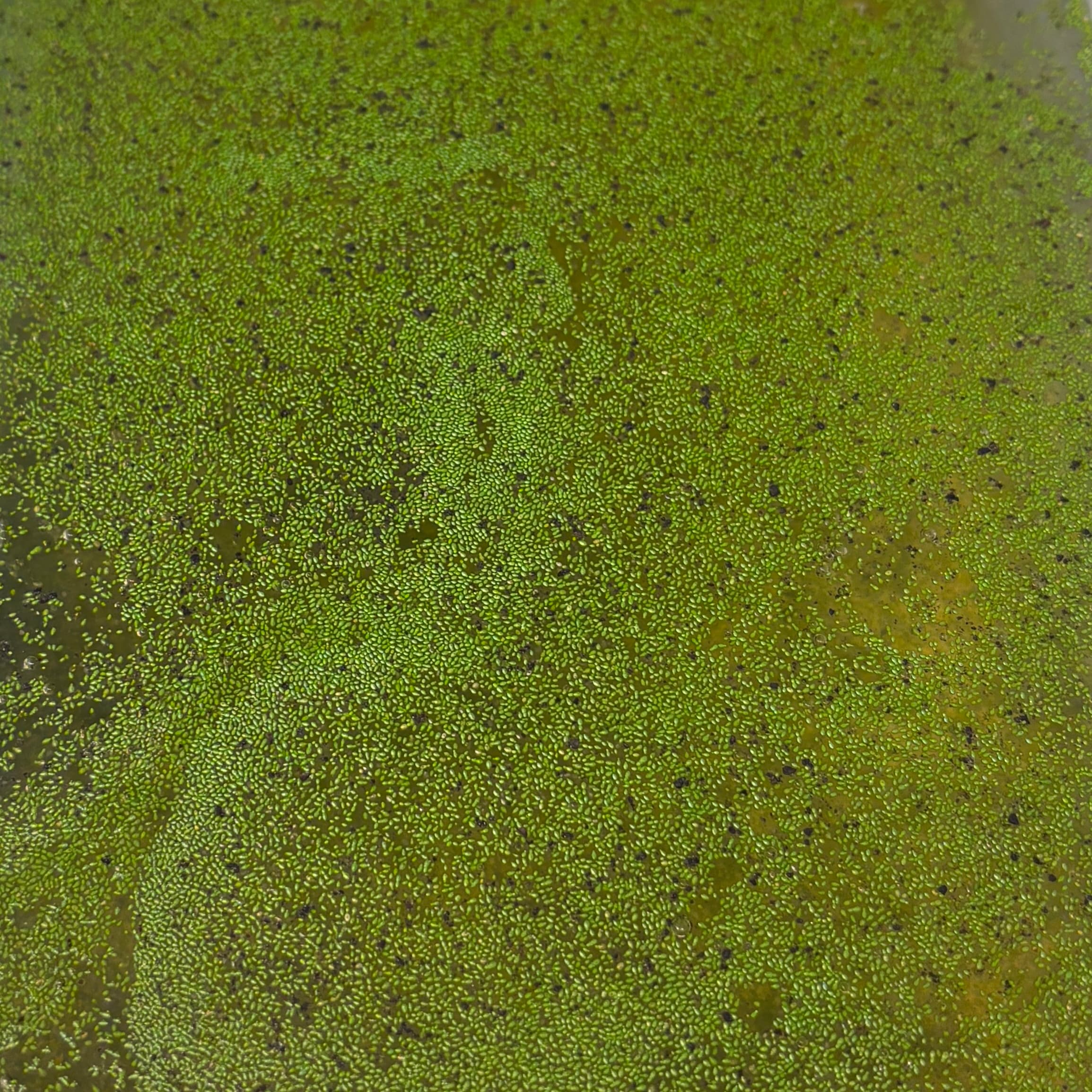 Wolffia globosa discovery